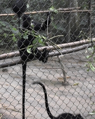 Trachypithecus francoisi