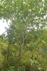 Tabernaemontana alba