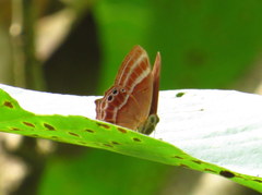 Abisara bifasciata suffusa