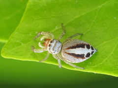 Icius hamatus