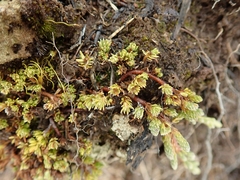 Kelleria paludosa
