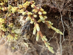 Kelleria paludosa