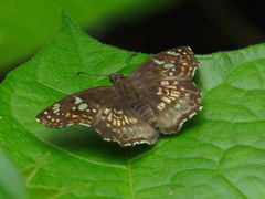 Caprona ransonnettii potiphera
