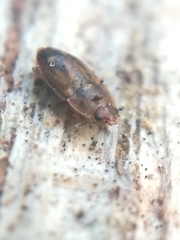 Epuraea imperialis