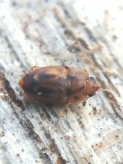 Epuraea imperialis