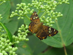 Coladenia indrani indra