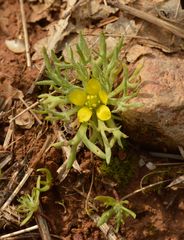 Ceratocephala falcata