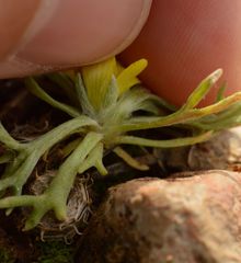 Ceratocephala falcata