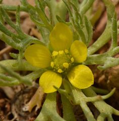 Ceratocephala falcata