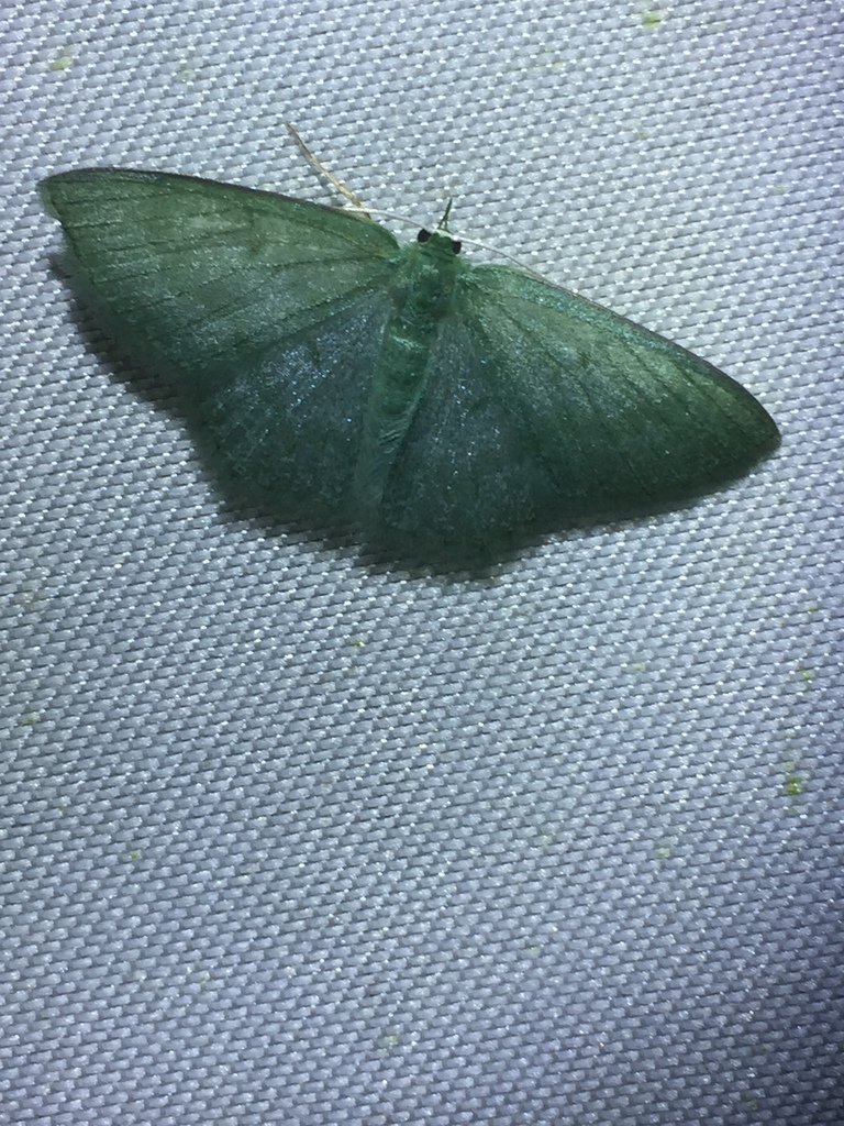 Maxates viridaurea