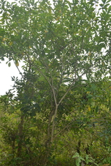 Tabernaemontana alba