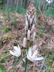 Asphodelus serotinus