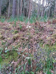 Asphodelus serotinus