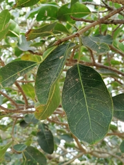 Ficus cordata