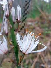 Asphodelus serotinus