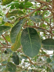 Ficus cordata