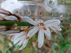 Asphodelus serotinus