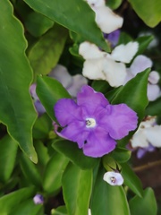 Brunfelsia uniflora