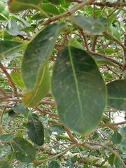 Ficus cordata
