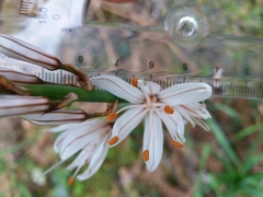 Asphodelus serotinus