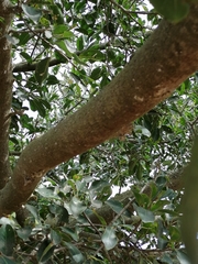 Ficus cordata