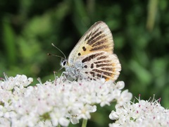 Lycaena tityrus