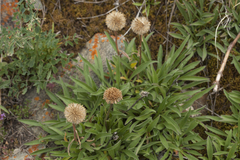 Aster alpinus serpentimontanus
