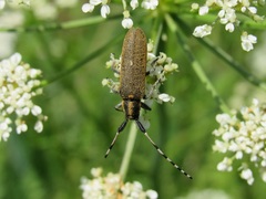 Agapanthia asphodeli