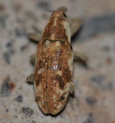 Hypolixus mastersii