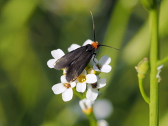 Cauchas rufifrontella