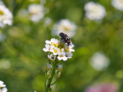 Cauchas rufifrontella