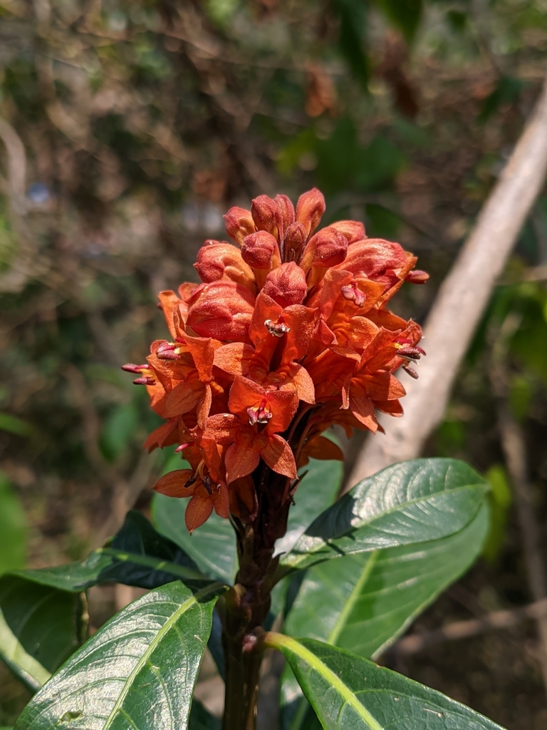 Red Flame-Acanthus