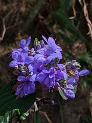 Eranthemum