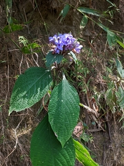Eranthemum