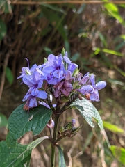 Eranthemum