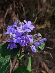 Eranthemum