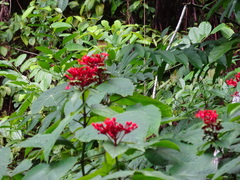 Clerodendrum paniculatum