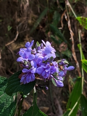 Eranthemum