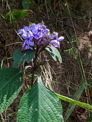 Eranthemum