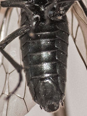 Dolerus aeneus