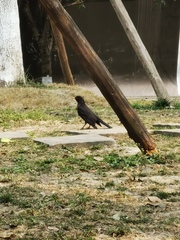 Turdus mandarinus