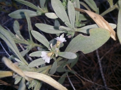 Scaevola canescens