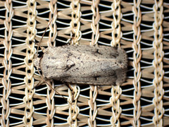 Proteuxoa amaurodes