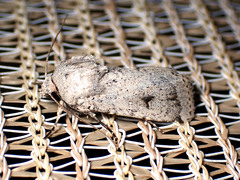 Proteuxoa amaurodes