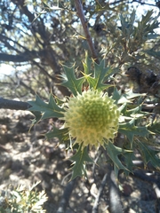Banksia arborea
