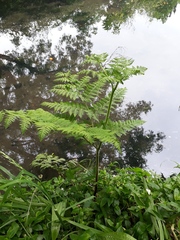 Hypolepis dicksonioides