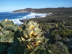 Hakea victoria