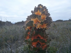 Hakea victoria