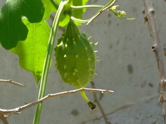 Luffa operculata