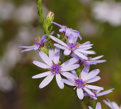 Olearia stricta stricta